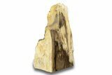 Polished, Petrified Wood (Metasequoia) Stand Up - Oregon #263736-1